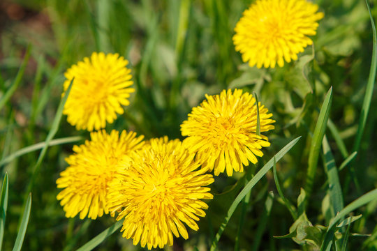 yellow dandelion among the grass in the city park close-up