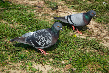 flock of pigeons feed on a grain of green grass in a park in the city on a summer day