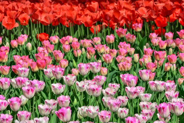 美しいチューリップの花