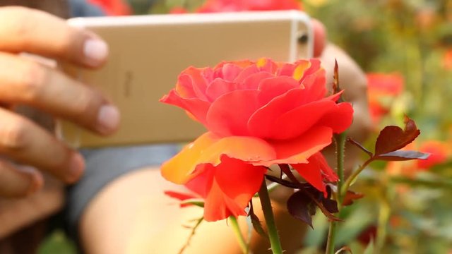 Man taking photo of flower by mobile phone