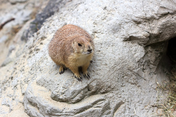 Prairie Dog