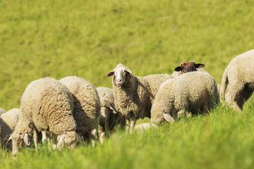 Schafe auf grüner Wiese