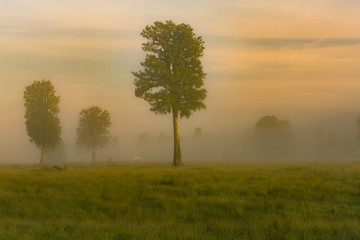 Fototapeta na wymiar Stand up tree over flog morning tone, natural landscape background