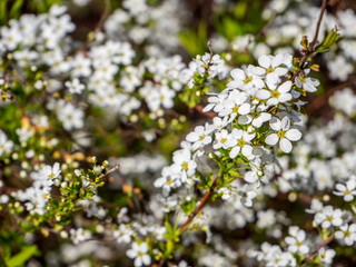 Spiraea in der Blüte