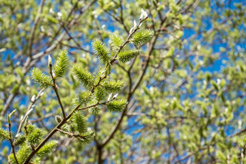 Weidenstrauch im Frühling