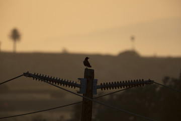 bird at sunset 