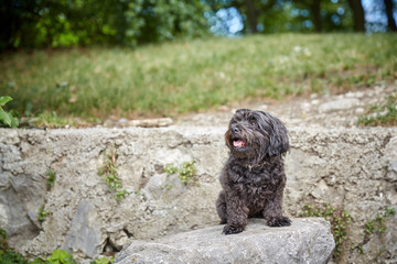 Black havanese dog sitting in dog waiting