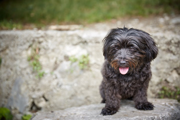 Black havanese dog sitting in dog waiting