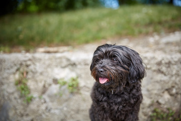 Black havanese dog sitting in dog waiting