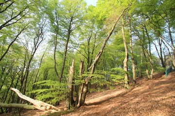 Fototapete bei efototapeten.de bestellen   