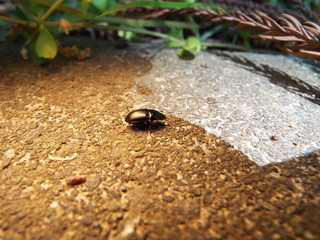 ゴミムシダマシ bug