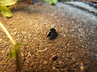 ゴミムシダマシ bug