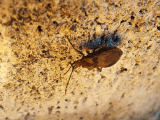ホオズキカメムシ stink bug