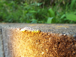 ヒロオビトンボエダシャク larva of moth