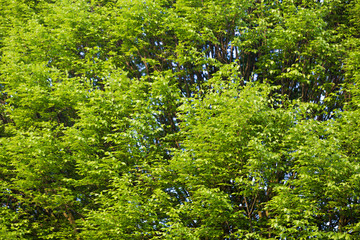 Beautiful green trees background made in the Netherlands.