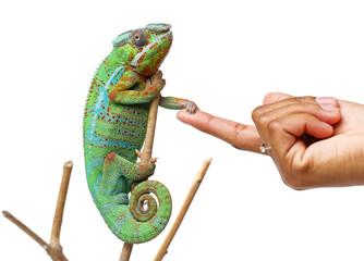 alive chameleon reptile with human hand © svetography