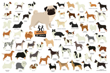 58 Breeds of dogs Isolated objects