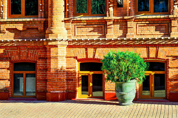 A flower pot with a bush of a tree stands at the red brick wall of an old house