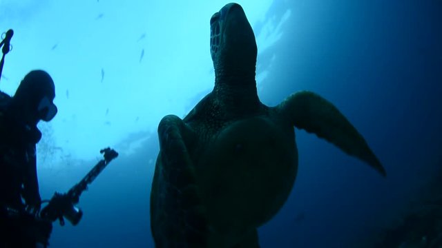 Sea turtle resting in the reefs of Cabo Pulmo National Park, Cousteau once named it The world's aquarium. Baja California Sur,Mexico.