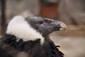 Portrait of an eagle close up