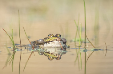 Frosch im Wasser