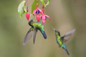 Fiery-throated Hummingbird - Panterpe insignis, beautiful colorful  hummingbird from Central America forests, Costa Rica. © David