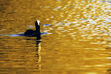 Swimming Eurasian Coot during sunset  - Bedfont Lakes Country Park