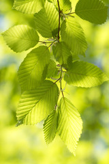 New green leaves in springtime