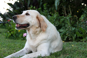 Naklejka na ściany i meble portrait of white labrador dog in the garden