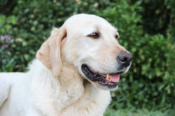 portrait of white labrador dog in the garden