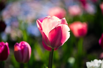 pink tulip in flowerbed, closeup