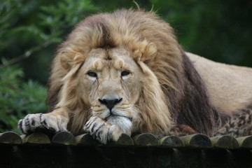 Lion laying down face looking forward