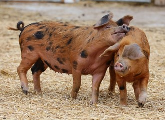 A pair of Oxford Sandy Black pigs in love