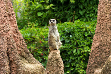 Suricata