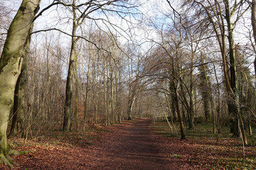 English woodland in winter