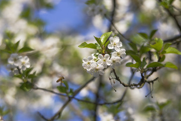 Cherry blossoms bloom on the branch of a cherry tree in spring