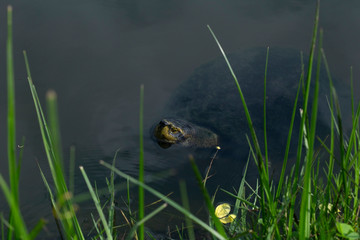Turtle pond in the park