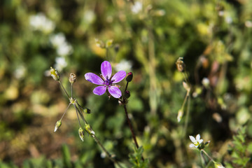lila Blümchen auf einer Wiese,  lila Blume, kleine lila Blume, lila Blüte auf einer Wiese