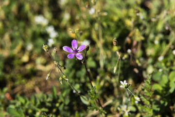 kleines lila Blümchen auf einer Wiese, kleines Blümchen, Schöne kleine Blume, Schöne Wiese