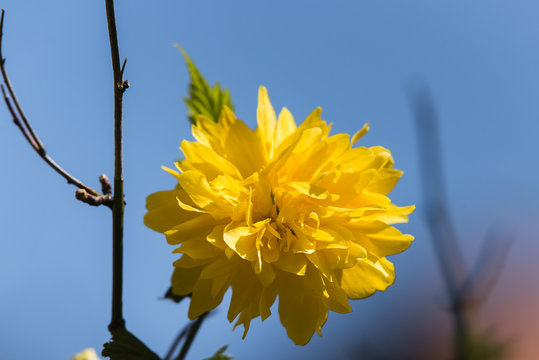 Gelber Ranunculus, Gelb bl&uuml;hender Ranunculus, gelbe Bl&uuml;te mit blauem Himmel