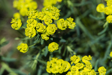 Zypressen-Wolfsmilch, Euphorbia cyparissias, Wolfsmilchgewächse