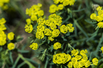 Zypressen-Wolfsmilch, Euphorbia cyparissias, Wildwiese