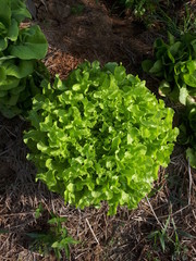 Medicinal plant natural