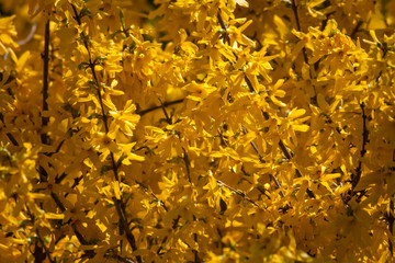 Forsythia background