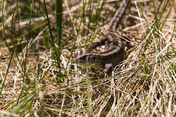 Wilde Zauneidechse, Zauneidechse in der Wildnis, Waldeidechse, Lacerta agilis