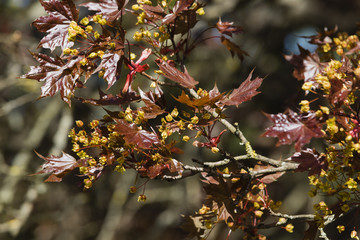 Ahorn im Frühling, rote Ahornblätter im Frühjahr, frische Ahornblätter