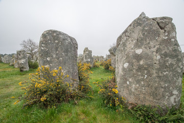 Megalithe (Menhir) aus der Steinzeit bei Carnac mit blühendem Ginster