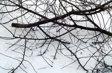 Cut tree twigs in snow.