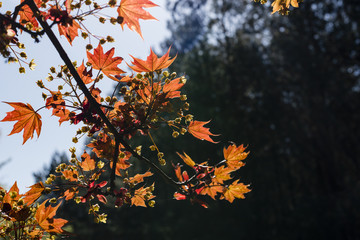 Frische Ahornblätter im Sonnenlicht, schöne Arhornblätter im Licht, rote Ahornblätter im Sonnenlicht, Frühling