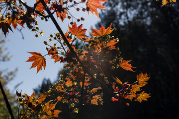 Ahornbl&auml;tter im Sonnenlicht, sch&ouml;ne Arhornbl&auml;tter im Licht, rote Ahornbl&auml;tter im Sonnenlicht